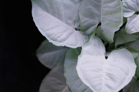 top view close up top view macro aglonema  white leaves  dark background.idea for leaf botanical wallpaper,plant cover backdrop design.の写真素材