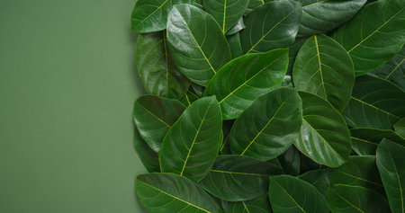 top view close up flat lay tropical botanical background fresh green leaves plant with copy...