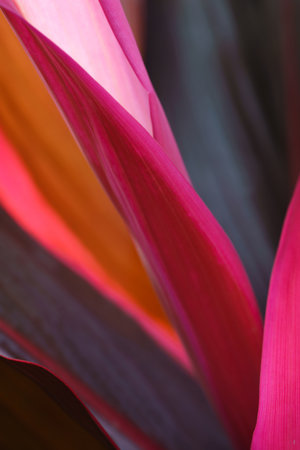 close-up pattern macro cordyline  exotic bright red pink fresh tropical leaves texture natural...