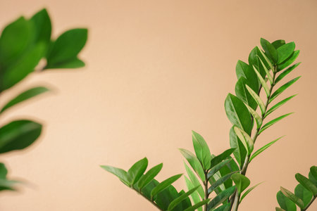 fresh green leaves air purifiers plant modern house minimal style decoration indoor ornaments with copy space beige background.botanical wallpaper,springtime concept backdrop, website cover design.の写真素材
