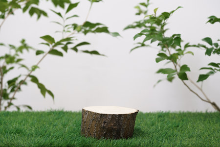 empty wooden podium texture on grass with tree branch fresh green leaf white space background.organic healthy natural product pedestal platform promotion show display,spring banner concept design.の写真素材