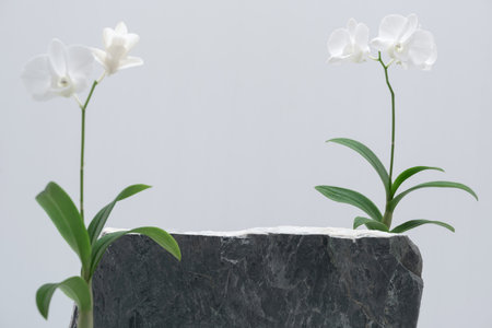 empty dark grey stone podium and orchid with fresh green leaf on white background.natural cosmetic or spa aromatherapy product present pedestal promotion display, spring and summer concept.の写真素材