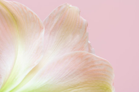 Close-up macro soft focus on petal pink Amaryllis flowers tropical forest plant blossom pastel background.nature spring flora desktop wallpaper,beauty or cosmetic banner poster, website cover design.の写真素材
