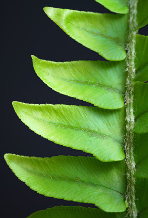 Close-up macro bright green leaves fern texture tropical forest plant in soft focus...