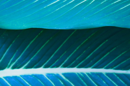 Close-up macro nature exotic blue green leave texture tropical Jungle plant dieffenbachia in dark background.Curve leaf floral botanical desktop abstract wallpaper,website cover backdrop.の写真素材