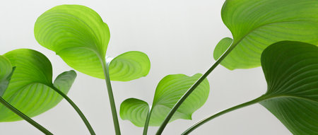 Close-up macro plant in soft focus nature green leaves curve abstract on space white...