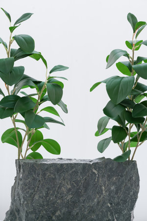 Stone podium tabletop floor with tree branch green leaf on white background.Beauty cosmetic and healthy natural product placement pedestal platform showcase stand display,spring or summer concept.の写真素材