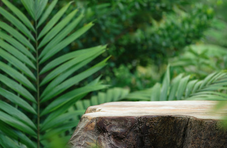 Wood tabletop podium floor in outdoors tropical garden forest blurred green palm leaf plant nature background.Natural product placement pedestal stand display,jungle paradise concept.の写真素材
