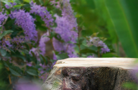 Wood tabletop podium floor in outdoors with blurred purple wreath flower forest plant nature background.Natural product perfume placement pedestal stand display,spring blooming concept.の写真素材