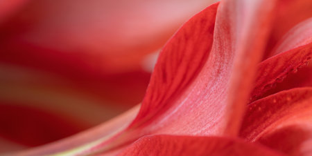 Close-up macro soft focus on petal scarlet red Amaryllis flowers plant blossom pastel background.nature spring flora desktop wallpaper,beauty or cosmetic banner, website cover design.の写真素材