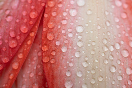Close-up macro soft focus on petal scarlet red Amaryllis flowers plant blossom pastel background.nature spring flora desktop wallpaper,beauty or cosmetic banner, website cover design.の写真素材