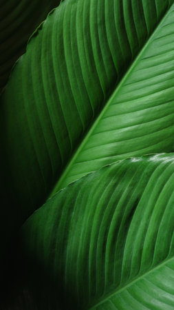 Close-up macro nature exotic bright green leave texture tropical Jungle plant spathiphyllum...