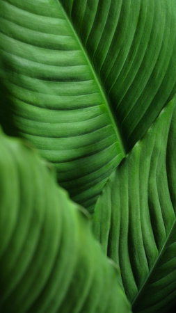 Close-up macro nature exotic bright green leave texture tropical Jungle plant spathiphyllum cannifolium in dark background.Curve leaf floral botanical desktop wallpaper,website cover backdrop.の写真素材