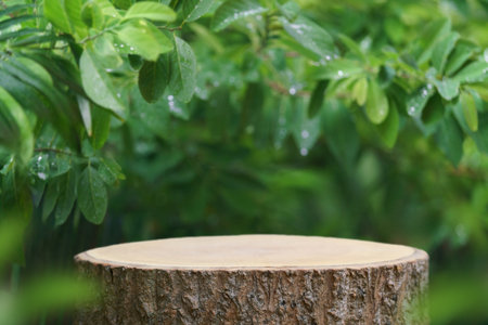 Wood podium table top floor in outdoors tropical garden forest blurred green leaf plant nature background.Natural product placement pedestal stand display,jungle paradise concept.の写真素材