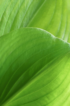 Close-up macro nature exotic bright green leave texture tropical Jungle plant abstract background.Curve leaf floral botanical desktop wallpaper,website cover backdrop.の写真素材