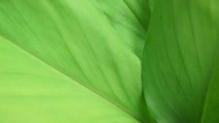 Close-up macro nature exotic bright green leave texture tropical Jungle plant abstract background.Curve leaf floral botanical desktop wallpaper,website cover backdrop.の写真素材