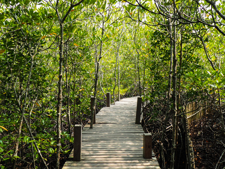 forestの写真素材