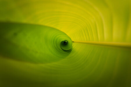 Texture of banana leaf の写真素材