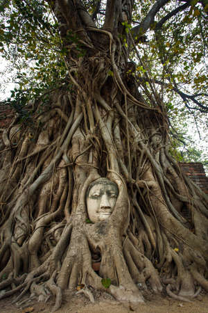 The head of the sandstone buddha image in roots of treeの写真素材