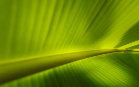 banana leavesの写真素材