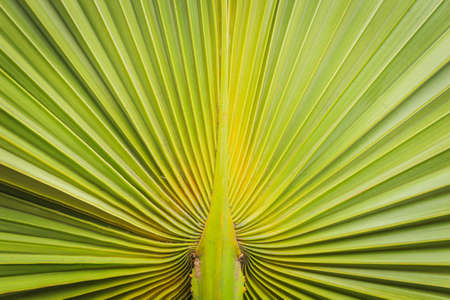 Texture of green palm leaf backgroundの写真素材