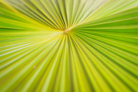 Texture of green palm leaf backgroundの写真素材