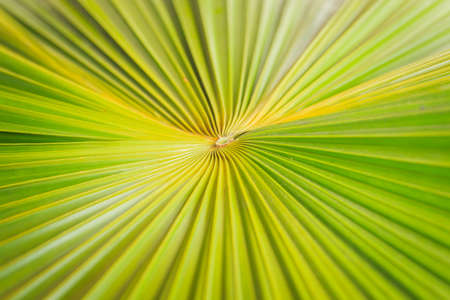 Texture of green palm leaf backgroundの写真素材