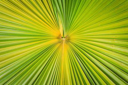 Texture of green palm leaf backgroundの写真素材
