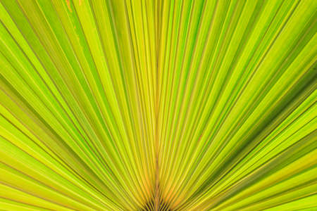 Texture of green palm leaf backgroundの写真素材