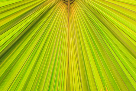 Texture of green palm leaf backgroundの写真素材