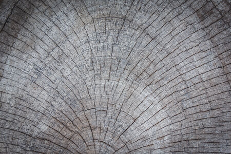 Tree stump texture backgroundの写真素材