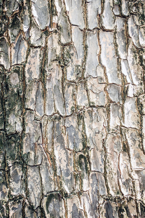 wood texture backgroundの写真素材