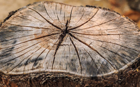 texture of tree stumpの写真素材