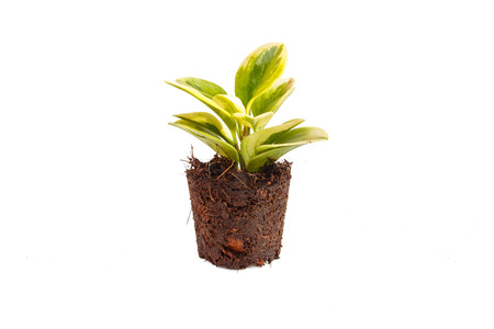 Young green plant in soil isolated on white の写真素材