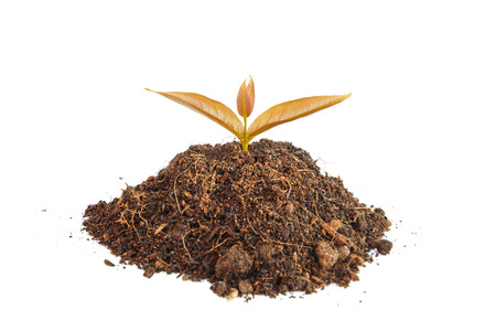 Young green plant in soil isolated on white の写真素材