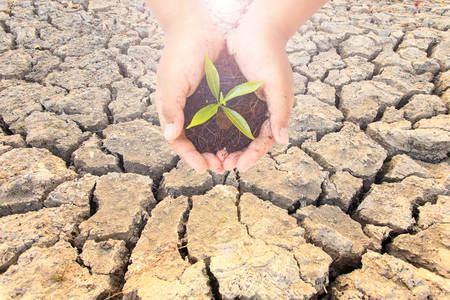 cracked soil texture with young green plant in hands  Ecology conceptの写真素材
