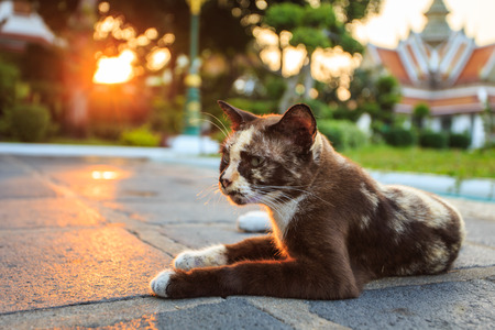 Thai cat stay in temple of Bangkokの写真素材