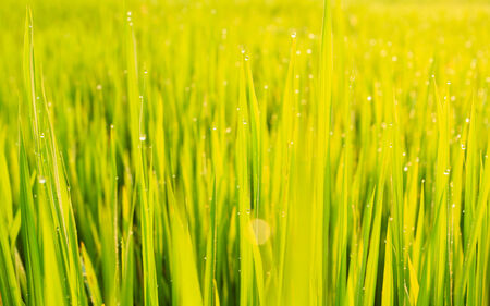Green paddy rice field and dew in the morning at Northeast of Thailandの写真素材