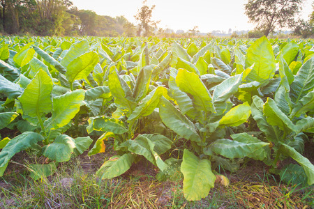 Tobacco farm in northeast of Thailand.の写真素材