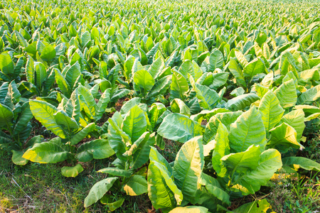 Tobacco farm in northeast of Thailand.の写真素材