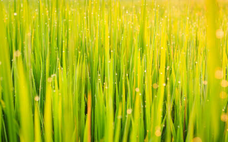Green paddy rice field and dew in the morning at Northeast of Thailandの写真素材