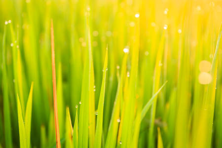 Green paddy rice field and dew in the morning at Northeast of Thailandの写真素材