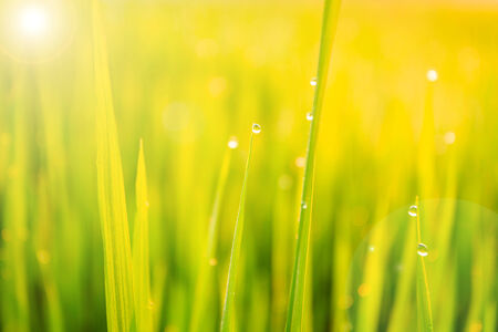 Green paddy rice field and dew in the morning at Northeast of Thailandの写真素材