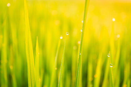 Green paddy rice field and dew in the morning at Northeast of Thailandの写真素材