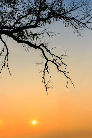 Abstract silhouette of tree branches with sunriseの写真素材