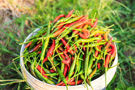 fresh chilli in basketの写真素材