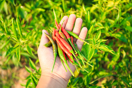 Red hot chili in handの写真素材