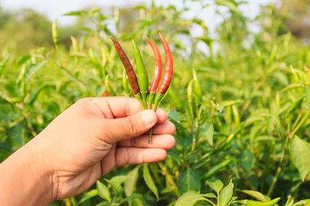 Red hot chili in handの写真素材
