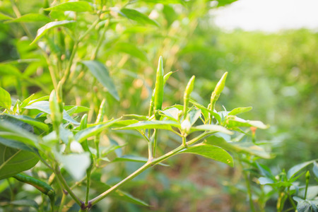 fresh green chili plant in farmの写真素材