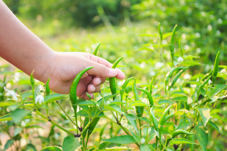 fresh green chili plant in farmの写真素材